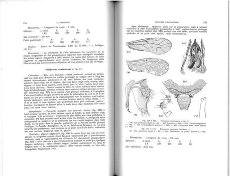 Faune de Madagascar, XXIII : insectes psocoptères.. Badonnel, André