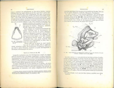 Faune de France. 42. Psocoptères.