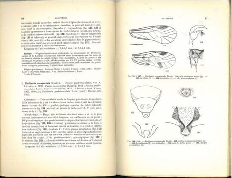 Faune de France. 42. Psocoptères.. Badonnel, A.