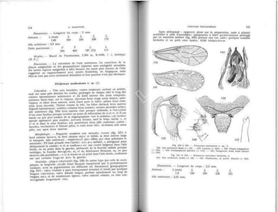 Faune de Madagascar. XXIII. Insectes psocoptères.