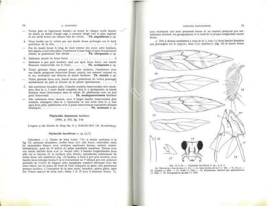 Faune de Madagascar. XXIII. Insectes psocoptères.