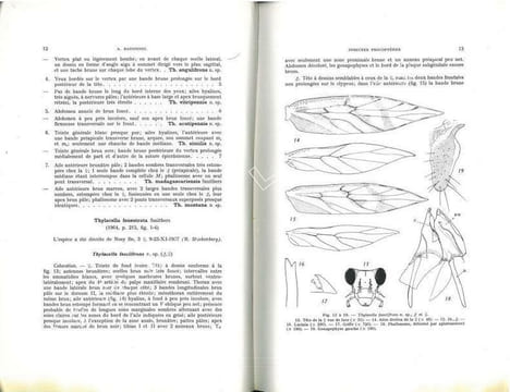 Faune de Madagascar. XXIII. Insectes psocoptères.. Badonnel, A.