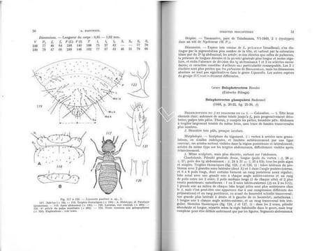 Faune de Madagascar. XXIII. Insectes psocoptères.. Badonnel, A.