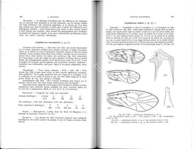 Faune de Madagascar. XXIII. Insectes psocoptères.