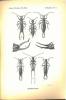 Voyage de Ch. Alluaud et R. Jeannel en Afrique orientale (1911-1912), résultats scientifiques, insectes orthoptères : I : Dermaptera.. Borelli, A.