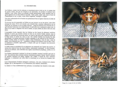 Le grillon du métro.
