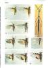 Orthopteroid insects of Yemen.. Ingrisch, Sigfrid