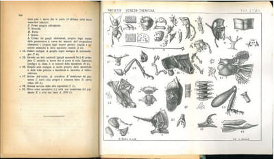 Osservazioni sulla anatomia descrittiva del Gryllus campestris L..