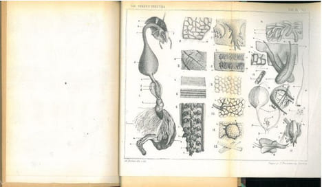 Osservazioni sulla anatomia descrittiva del Gryllus campestris L... Berlese, Antonio