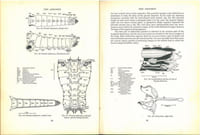 The anatomy of the migratory locust.