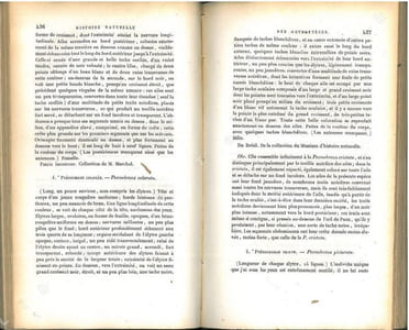 Histoire naturelle des insectes. Orthoptères.