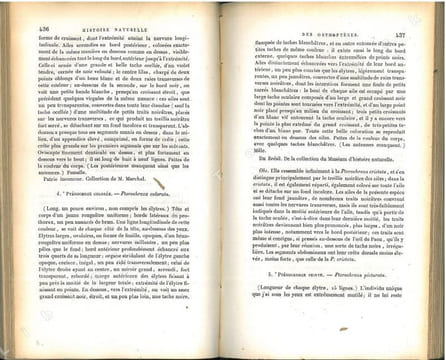 Histoire naturelle des insectes. Orthoptères.. Audinet Serville, Jean-Guillaume