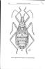 A revision of the Tribe Colputini (Hemiptera : Heteroptera : Coreidae ) from Sulawesi.. Brailovsky, Harry