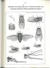 Taxonomie et nomenclature supérieures des Cicadoidea. Histoire, problèmes et solutions.. Boulard, Michel