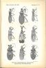 Voyage de Ch. Alluaud et R. Jeannel en Afrique orientale (1911-1912), résultats scientifiques, insectes hémiptères, III : Henicocephalidae et ...