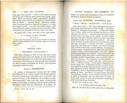 Histoire naturelle des insectes. Hémiptères.. Amyot, C.J.-B. & J.-G. Audinet Serville