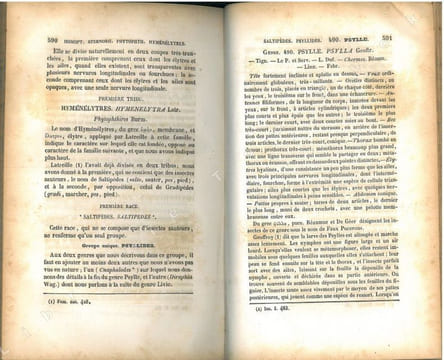 Histoire naturelle des insectes. Hémiptères.. Amyot, C.J.-B. & J.-G. Audinet Serville