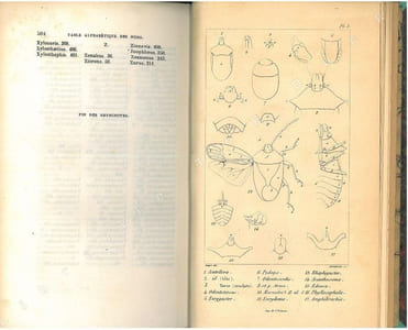 Entomologie française. Rynchotes. Méthode mononymique.