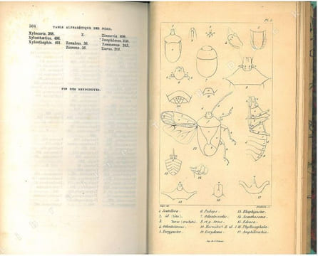 Entomologie française. Rynchotes. Méthode mononymique.. Amyot, Charles Jean-Baptiste