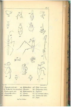 Entomologie française. Rynchotes. Méthode mononymique.. Amyot, Charles Jean-Baptiste