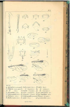 Entomologie française. Rynchotes. Méthode mononymique.. Amyot, Charles Jean-Baptiste