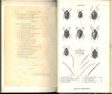 Histoire naturelle des insectes. Hémiptères.