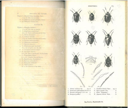 Histoire naturelle des insectes. Hémiptères.. Amyot, C.-J.-B. & J.G. Audinet Serville