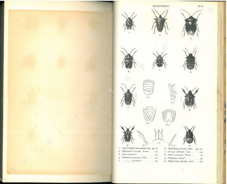 Histoire naturelle des insectes. Hémiptères.. Amyot, C.-J.-B. & J.G. Audinet Serville