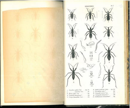 Histoire naturelle des insectes. Hémiptères.. Amyot, C.-J.-B. & J.G. Audinet Serville