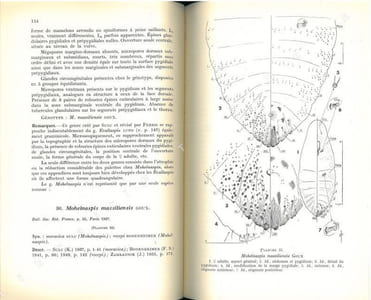 Les cochenilles paléarctiques de la tribu des Diaspinidi.