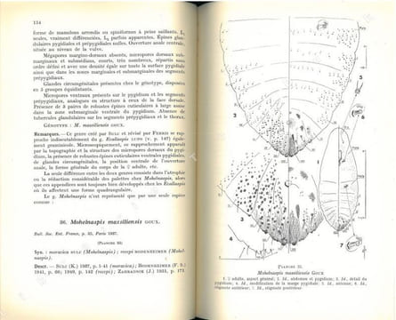 Les cochenilles paléarctiques de la tribu des Diaspinidi.. Balachowsky, A.S.