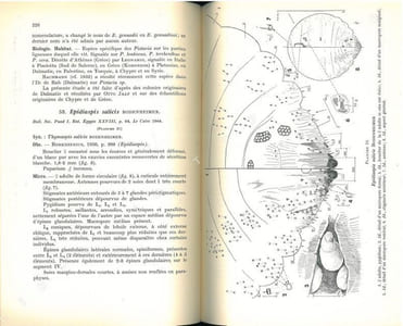Les cochenilles paléarctiques de la tribu des Diaspinidi.