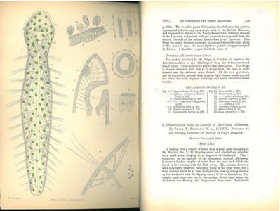 Observations upon an Annelid of the Genus Aeolosoma.