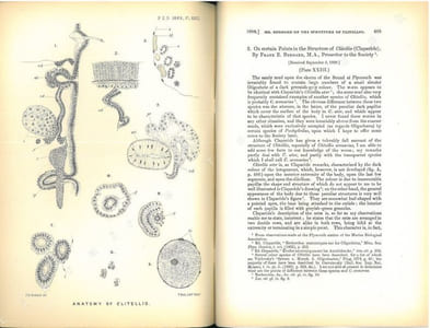 On certain points in the structure of Clitellio (Claparède).