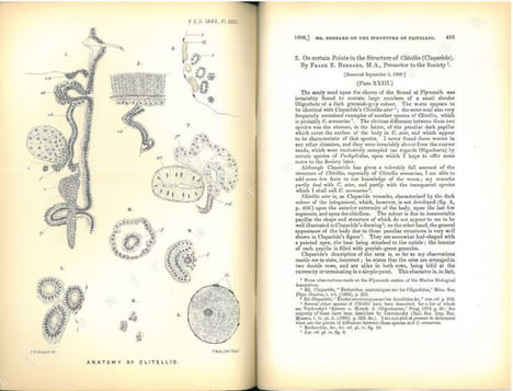 On certain points in the structure of Clitellio (Claparède).. Beddard, Frank E.