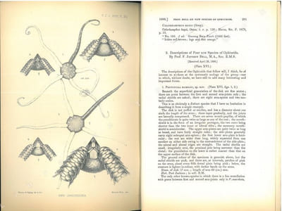 Descriptions of four new species of Ophiurids.