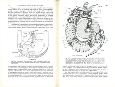 Invertebrate structure and function.