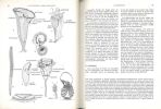 Zoologie des invertébrés. 3 volumes.. Meglitsch, P.-A.