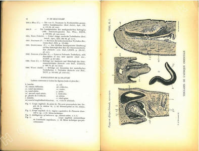 Voyage de Ch. Alluaud et R. Jeannel en Afrique orientale (1911-1912). Résultats scientifiques. Turbellariés, Trématodes et Gordiacés.