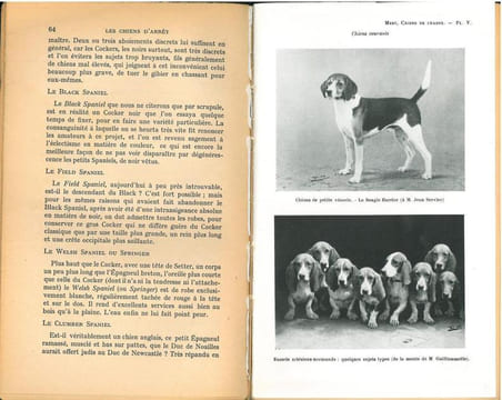 Les chiens de chasse, historique, races et origines, anatomie, physiologie, élevage, psychologie, dressage, cynotechnie.. Mery, F.