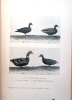 Les canards considérés à l'état sauvage et comme oiseaux d'agrément en domesticité, l'élevage des jeunes canards.. Rogeron, Gabriel