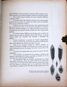 Bécasses, bécassines et petits échassiers.. Oberthur, Joseph