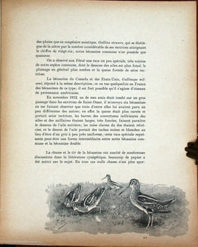 Bécasses, bécassines et petits échassiers.. Oberthur, Joseph