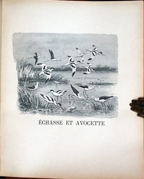 Bécasses, bécassines et petits échassiers.. Oberthur, Joseph