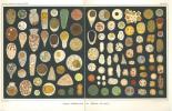Mikrographie der Mitteldarmdrüse (Leber) der Mollusken. I. Allgemeine Morphologie und Physiologie des Drüsenephitels.. Frenzel, Johannes