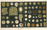 Mikrographie der Mitteldarmdrüse (Leber) der Mollusken. II. 1° Hälfte. Specielle Morphologie des Drüsenepithels der Lamellibranchiaten, ...