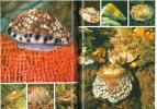 Le monde animal en 13 volumes. Tome III. Mollusques, échinodermes.. Grzimek, Bernard