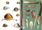 Le monde animal en 13 volumes. Tome III. Mollusques, échinodermes.. Grzimek, Bernard