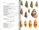 Guide des escargots et limaces d'Europe. Identification et biologie de plus de 300 espèces.. Kerney, M.P. & R.A.D. Cameron