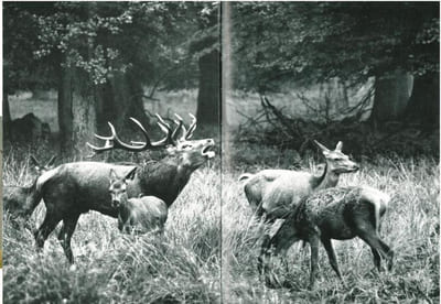 La chasse photographique.